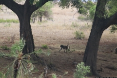 KNP_0383