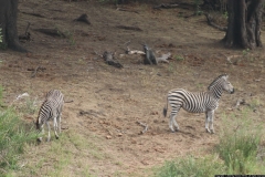 KNP_0384