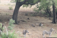 KNP_0386