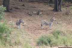 KNP_0387