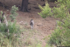 KNP_0388