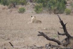 KNP_0389