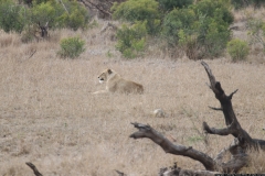 KNP_0390