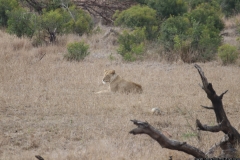 KNP_0391