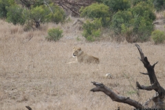 KNP_0392