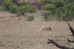 KNP_0393
