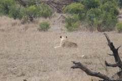 KNP_0394