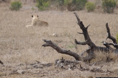 KNP_0395