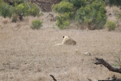 KNP_0396