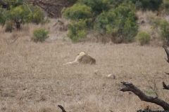 KNP_0397