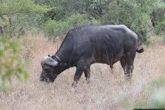 KNP_0398