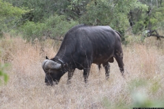 KNP_0399