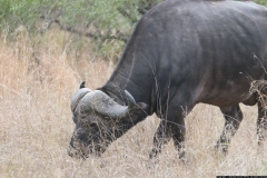 KNP_0400