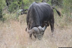 KNP_0403