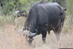 KNP_0404