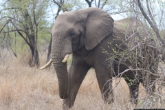 KNP_0408