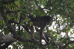 KNP_0416