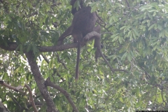 KNP_0419