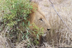 KNP_0420