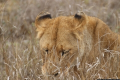 KNP_0423