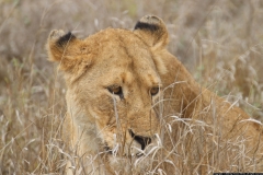 KNP_0424