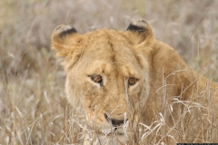 KNP_0425