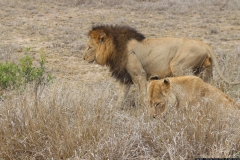 KNP_0427