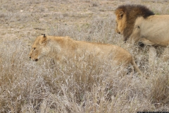 KNP_0428