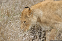 KNP_0429