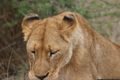 KNP_0430