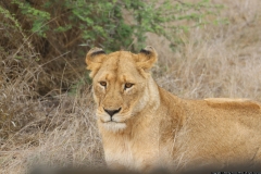 KNP_0431