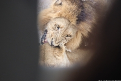 KNP_0433
