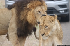 KNP_0435