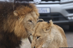 KNP_0436
