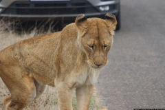 KNP_0437