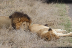 KNP_0441