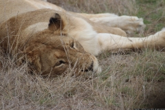 KNP_0442