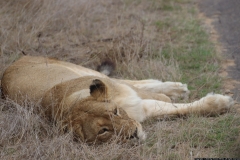 KNP_0443