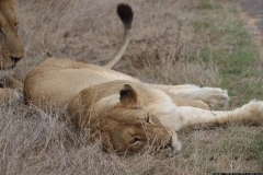 KNP_0444