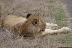 KNP_0445