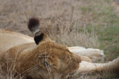 KNP_0446