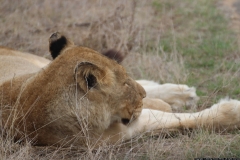 KNP_0447