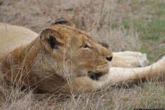 KNP_0448