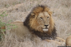 KNP_0449
