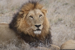 KNP_0451