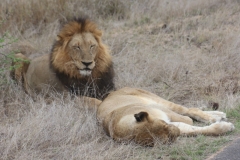 KNP_0452