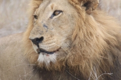 KNP_0453