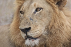 KNP_0454