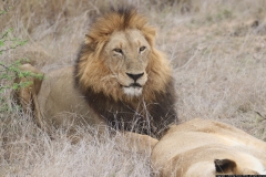 KNP_0455