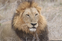 KNP_0456